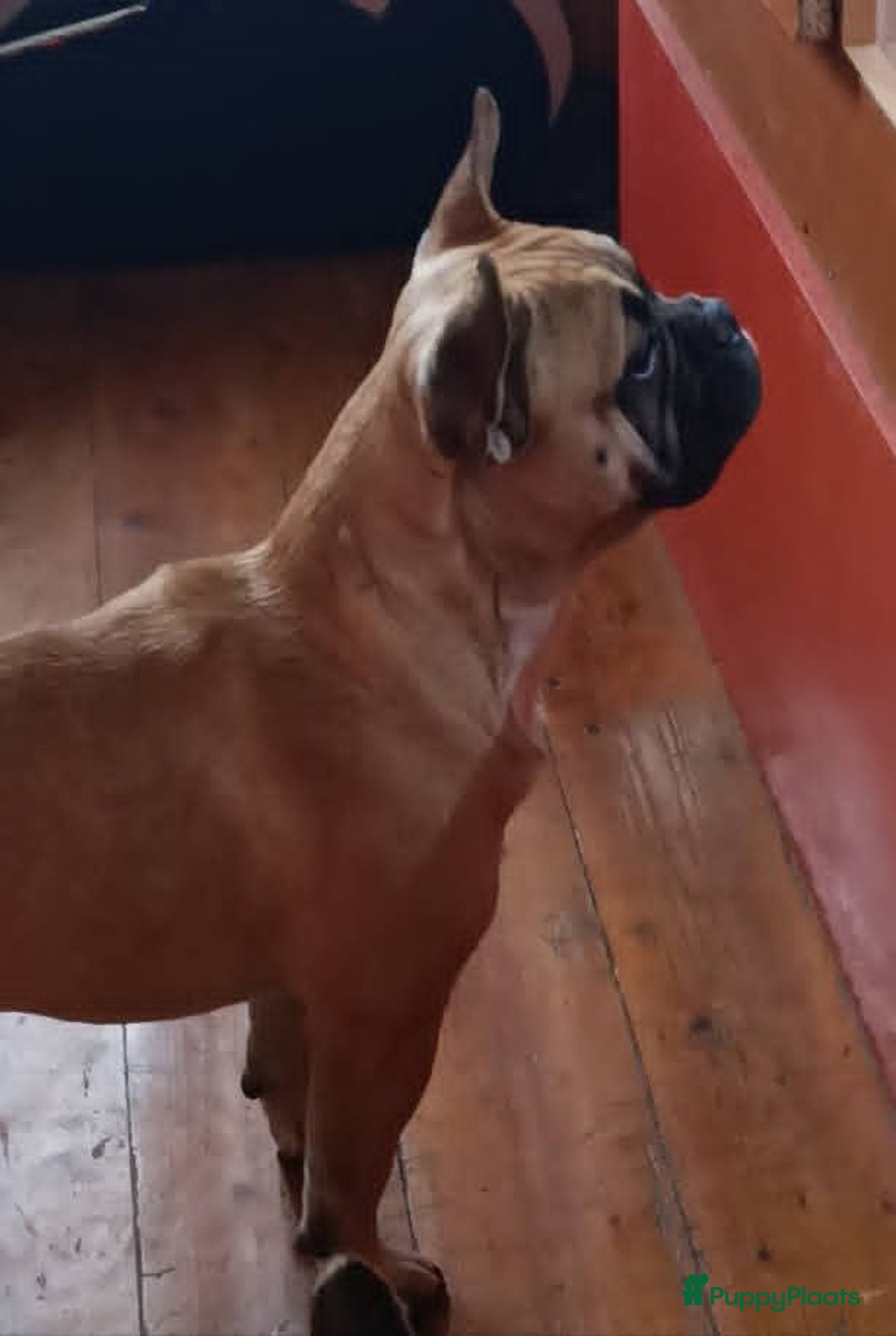 Franse Bulldog honden te koop: Franse bulldog raszuiver FCI (uitgebreid getest)  - Advertentie 15