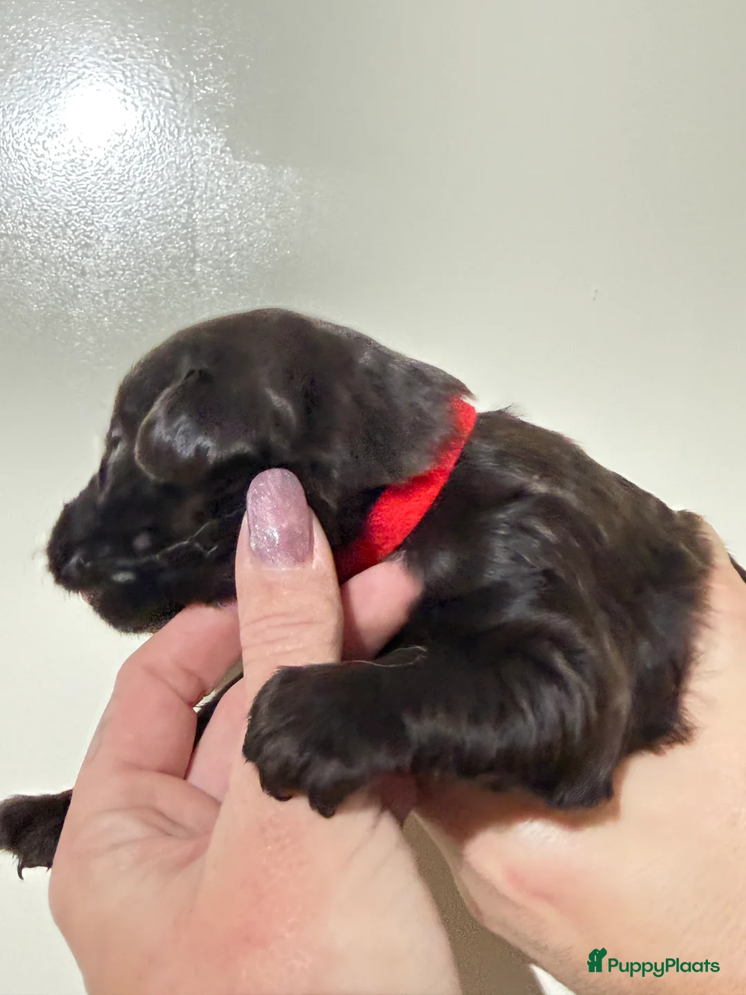 Labradoodle honden te koop: Hele mooie chocolade labradoodle puppy’s  - Advertentie 4