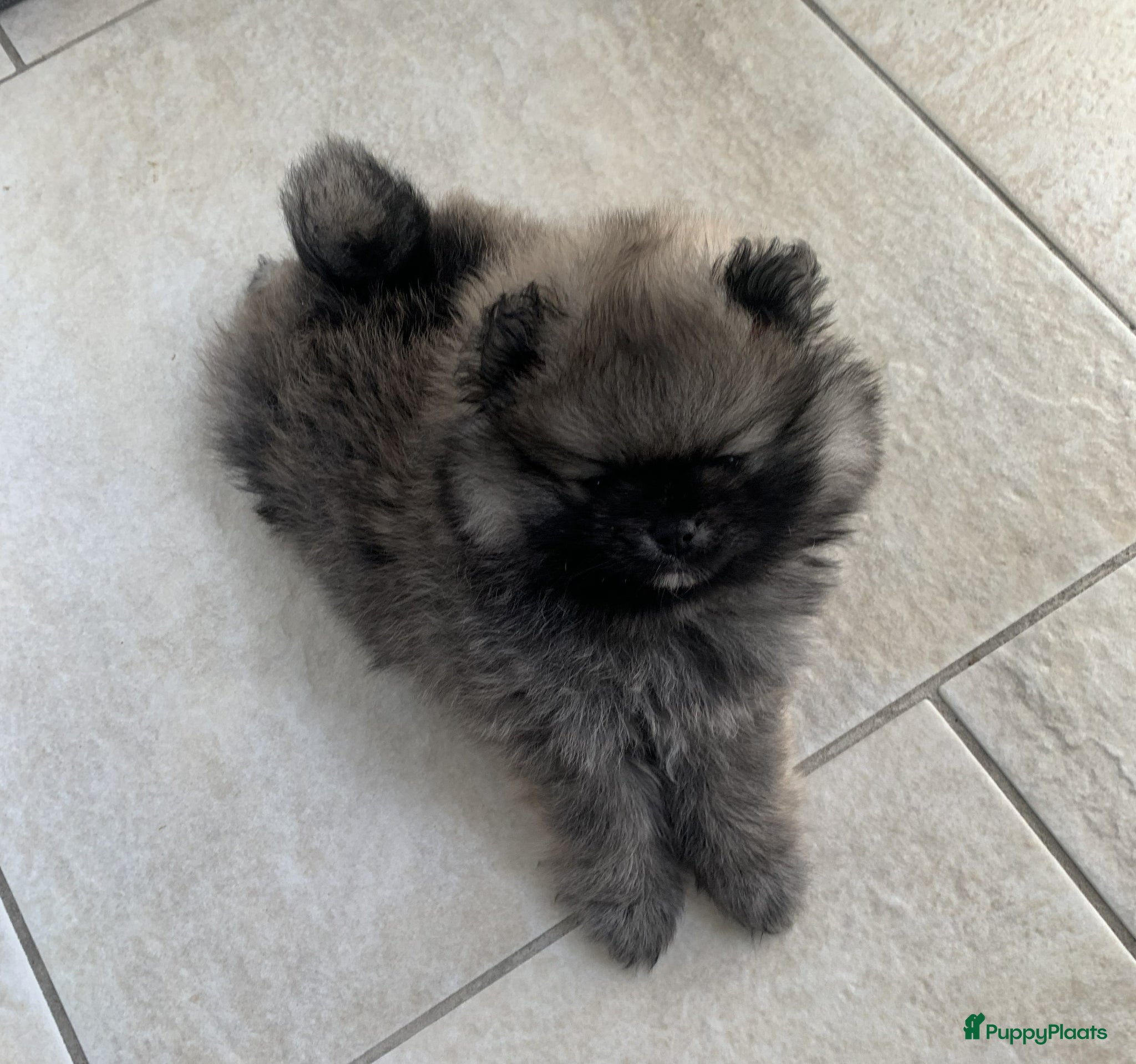 Pomeriaan honden pomeriaan/dwergkees pup reutje met FCI stamboom - Advertentie 2