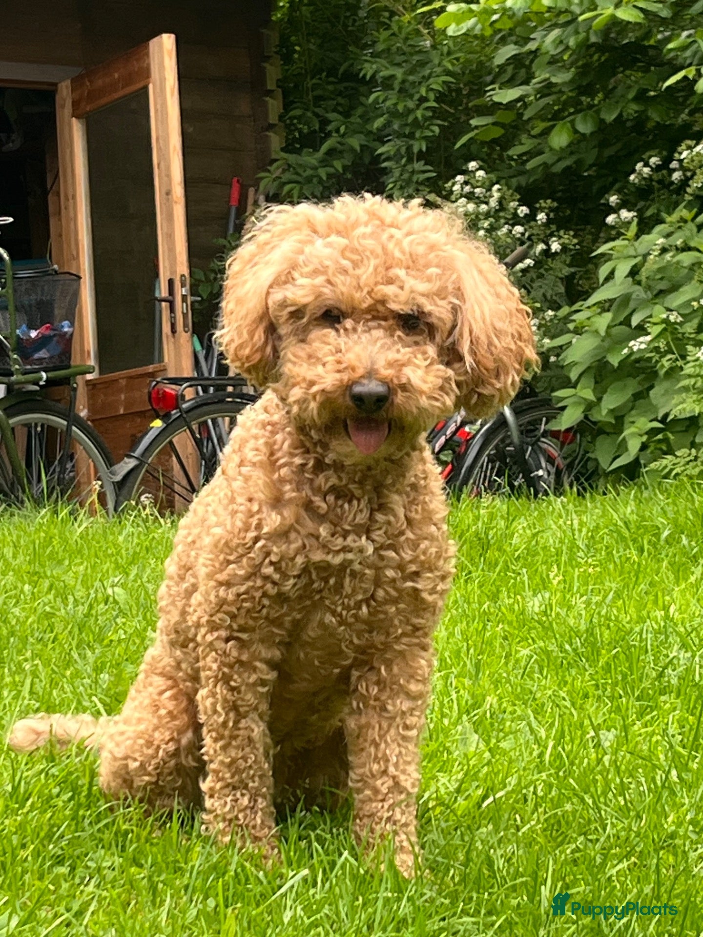 Labradoodle honden Mini labradoodle  - Advertentie 1