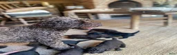 Kruising honden te koop: MINI x Medium labradoodle pups 🤎🖤 - Advertentie 6