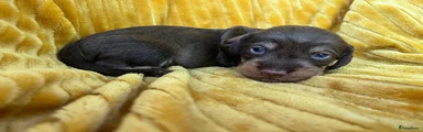 Ludo