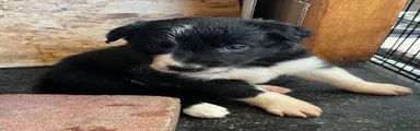 Border Collie Puppy 1