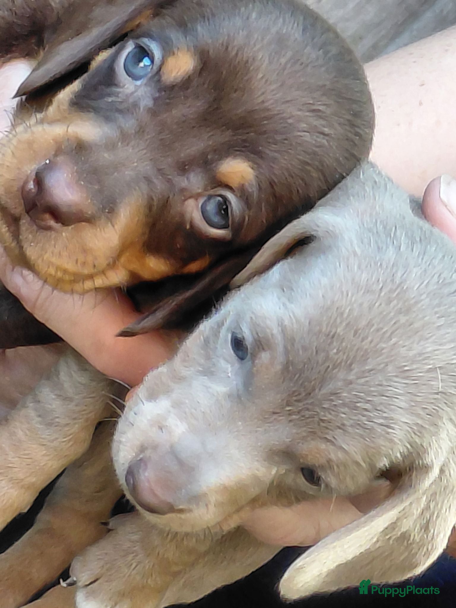 Teckel (korthaar)  honden Korthaar dwergteckel-pups zoeken butler... - Advertentie 3