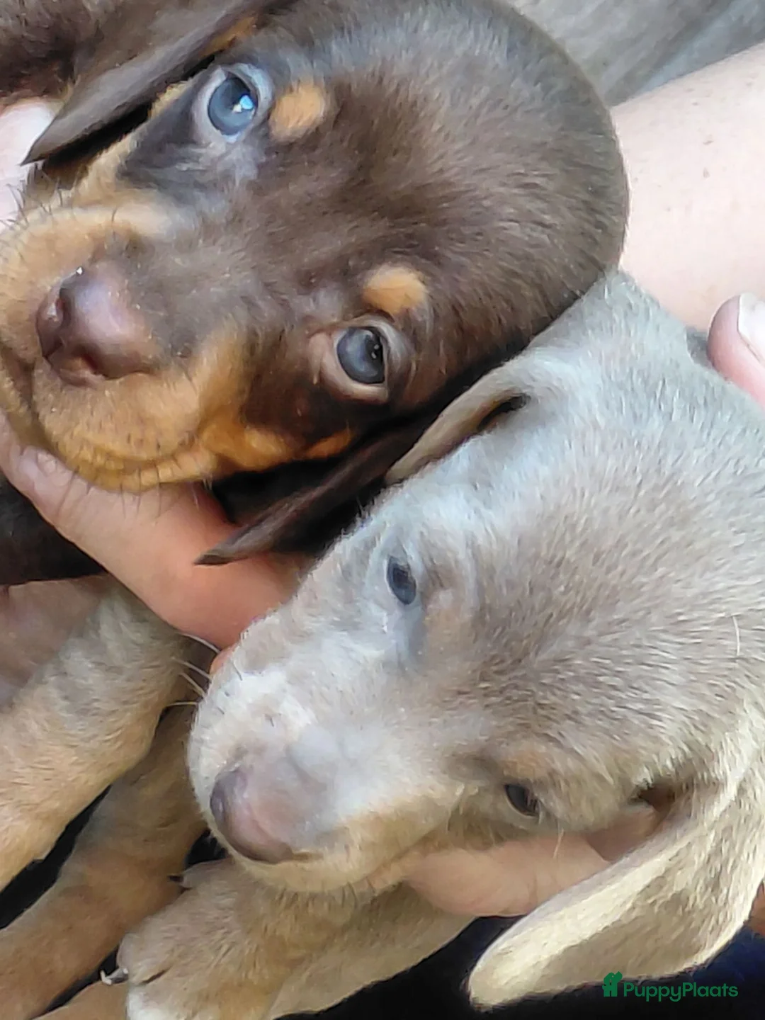 Teckel (korthaar)  honden te koop: Korthaar dwergteckel-pups zoeken butler... - Advertentie 1