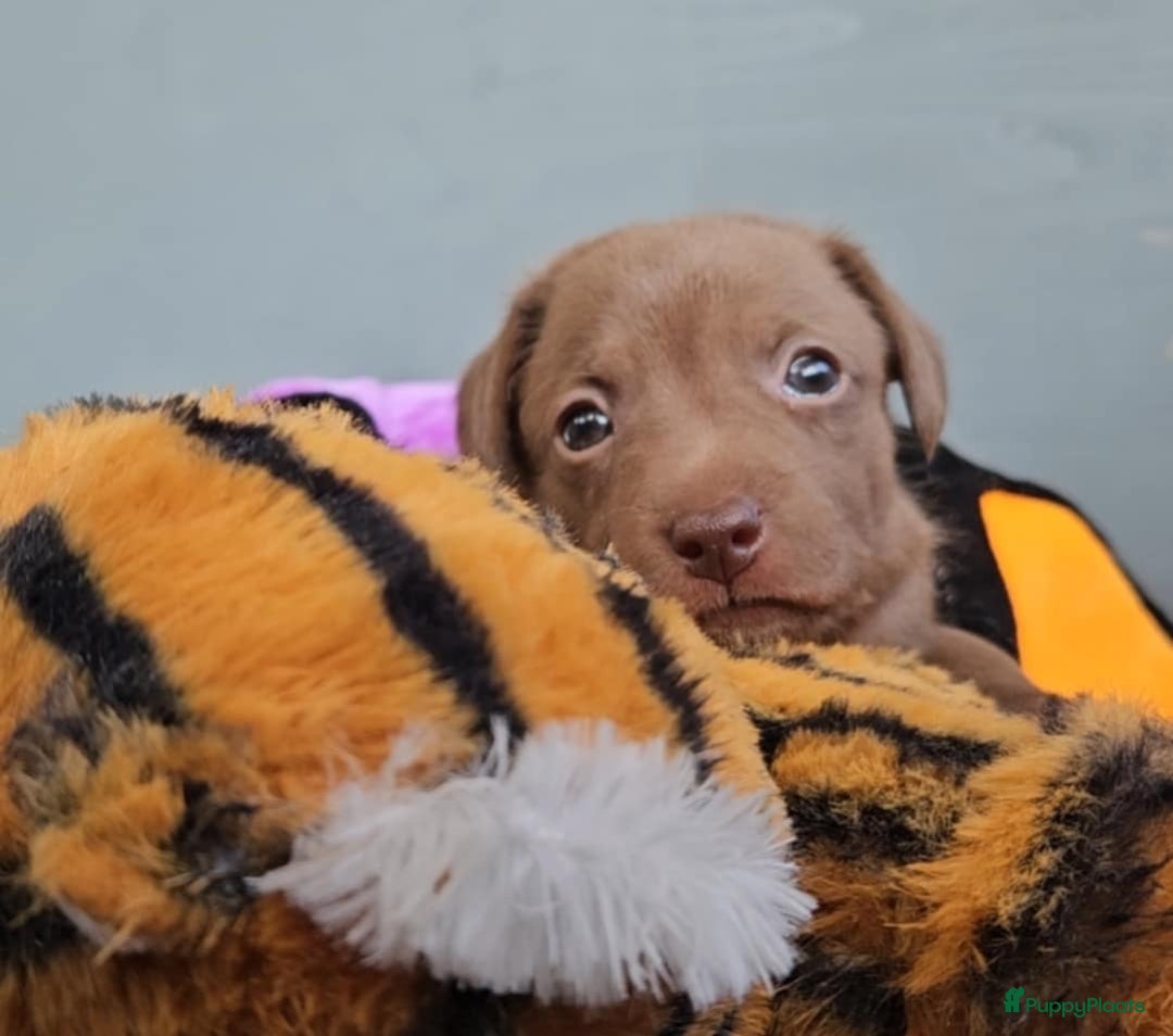 Mexicaanse Naakthond honden te koop: Mexicaanse Naakthond Miniatuur, Xolo, met vacht - Afbeelding 8