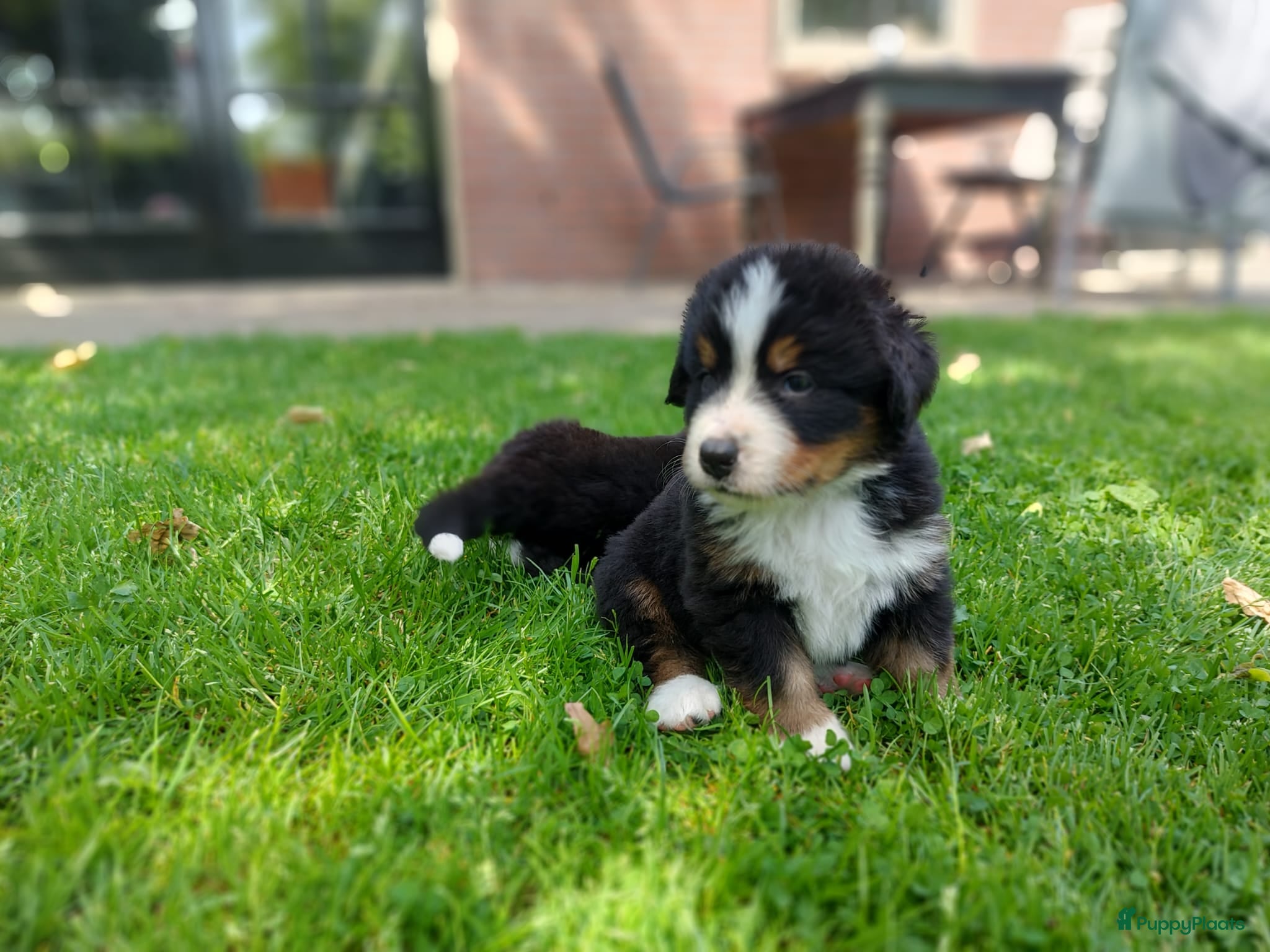 Berner Sennenhond honden Berner sennen pups met stamboom - Advertentie 1
