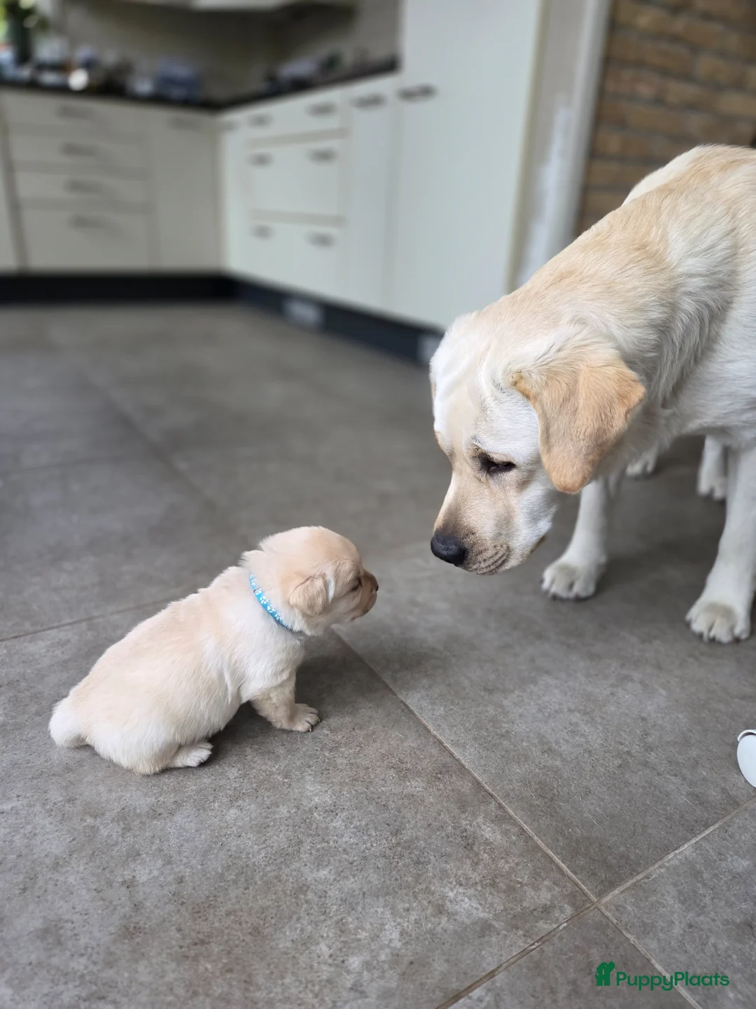 Labrador Retriever honden te koop: 3 reuen beschikbaar in Oostburg - Advertentie 4