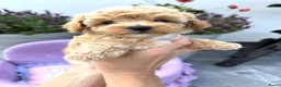 Maltipoo honden te koop: Te reserveren prachtige Maltipoo bij ons geboren  - Advertentie 5