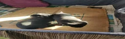 Labrador Retriever honden te koop: 2 mooie weldoorvoede zwarte labrador pups te koop in Roggel - Advertentie 8