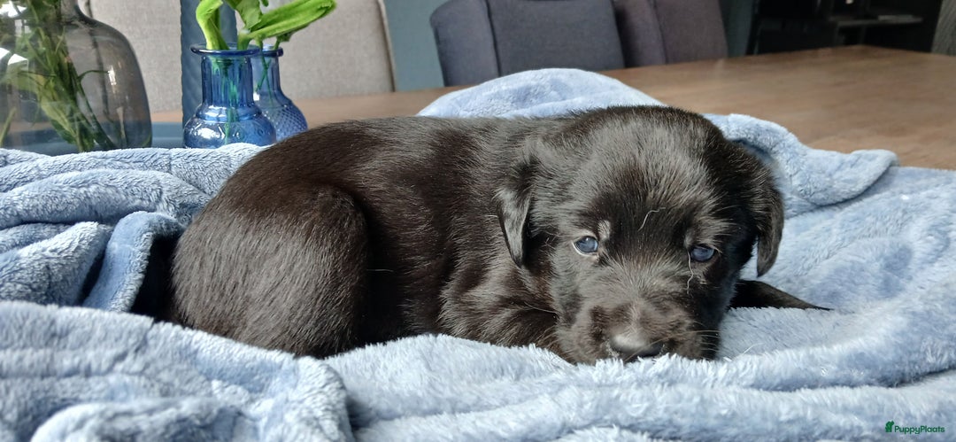 Kruising honden te koop: Prachtige pups husky/golden retriever/collie  - Advertentie 6