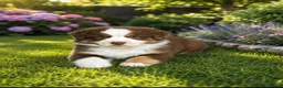 Miniature American Shepherd honden te koop: Mini American Shepherd pups met fci pedigree - Advertentie 2