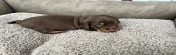 Ruwhaar Teckel honden te koop: Teckel ruwhaar standaard pups FCI-stamboom in Valkenswaard - Advertentie 4