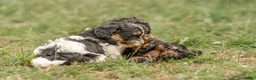 Kruising honden te koop: Dwergpoedel x Boompoo pups  - Advertentie 10