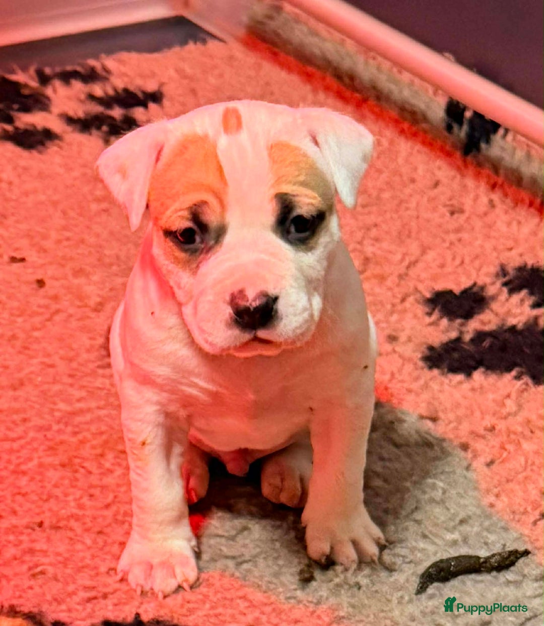 American Staffordshire Terriër honden te koop: American staffordshire terriër pups met stamboom - Advertentie 6