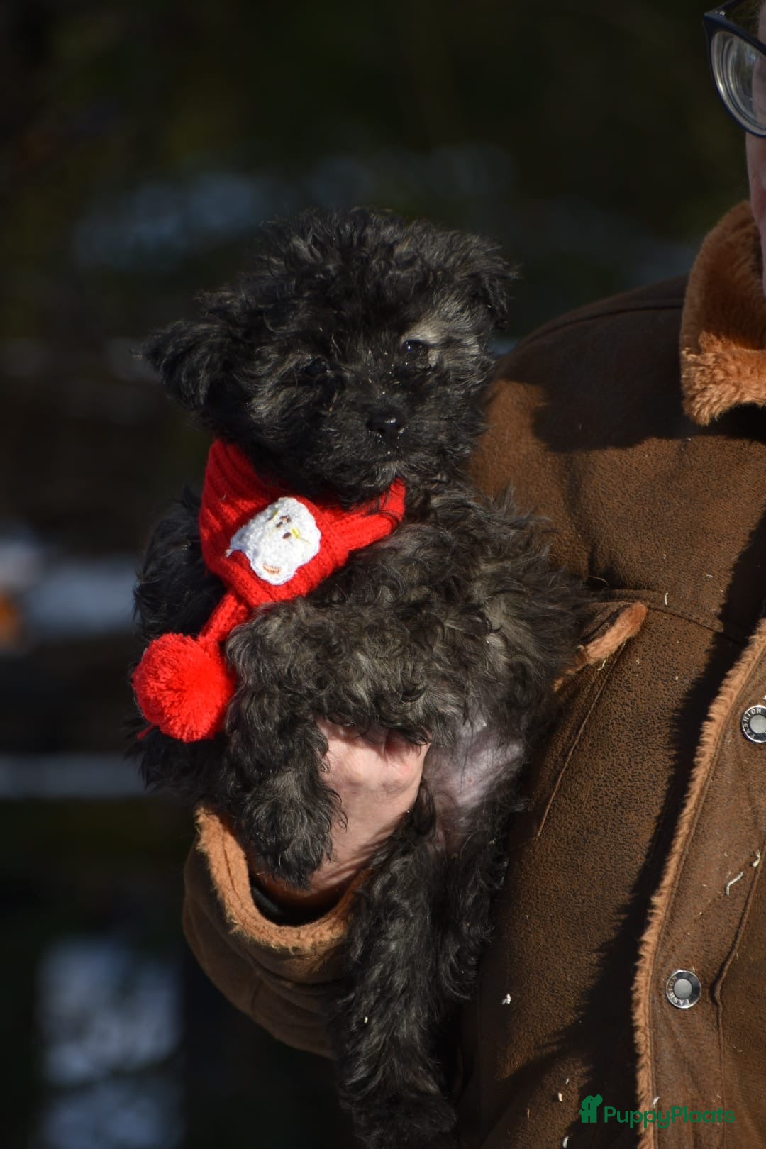 Kruising honden te koop: Zeer lieve pluizenbolletjes met krul 🤗 PomxPoedel - Advertentie 9