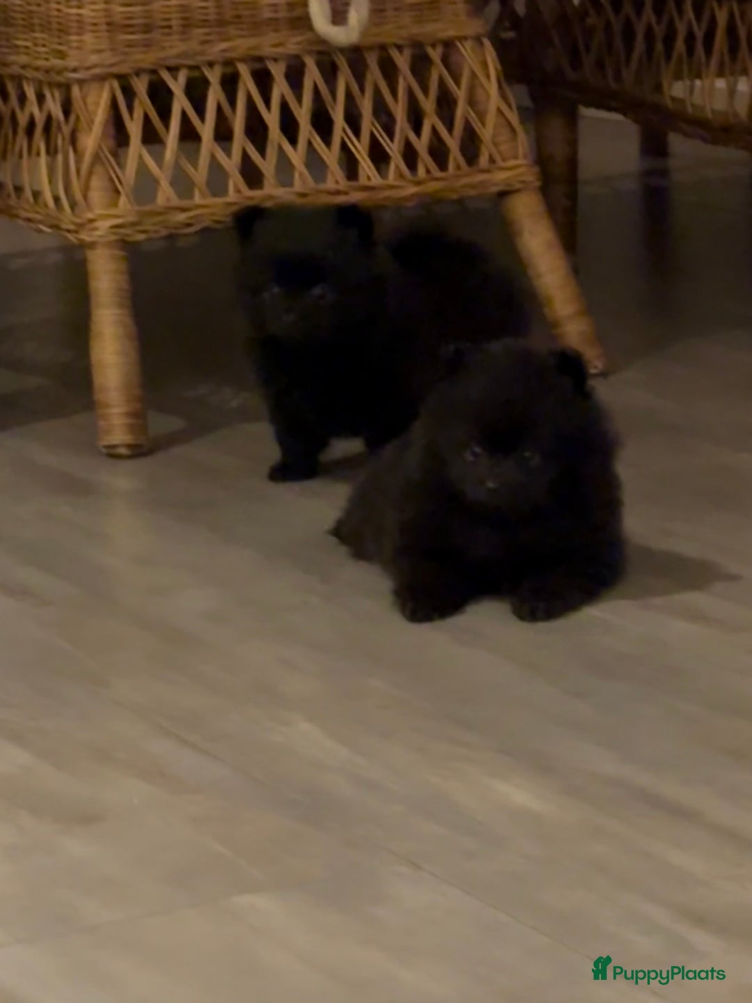 Pomeriaan honden te koop: Pomeriaan pups  - Advertentie 10