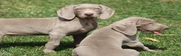 Weimarse Staande Hond korthaar honden te koop: Weimaraner pups - Advertentie 12