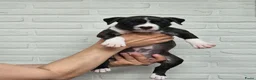American Staffordshire Terriër honden te koop: Prachtige nestje amstaff pups - Advertentie 18