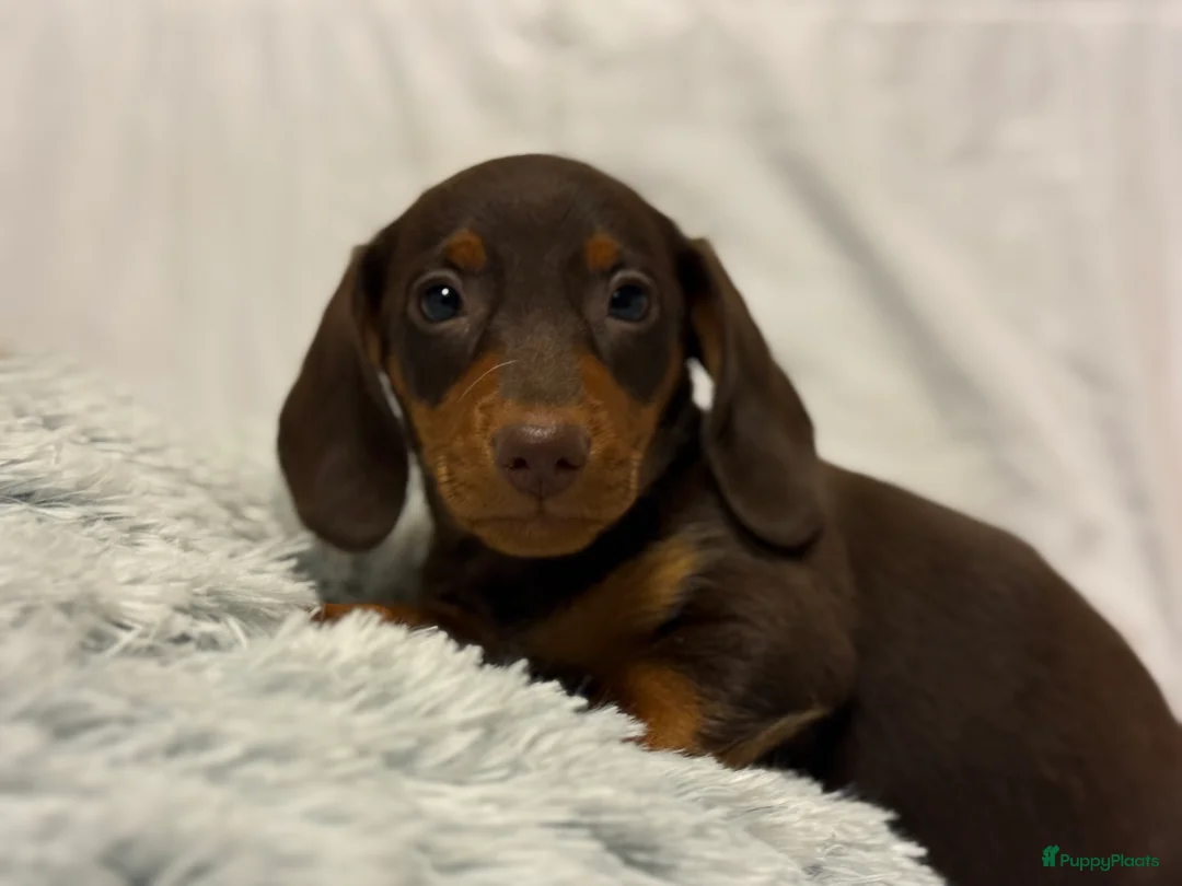 Teckel (korthaar)  honden te koop: Dwerg teckel pups  - Advertentie 12