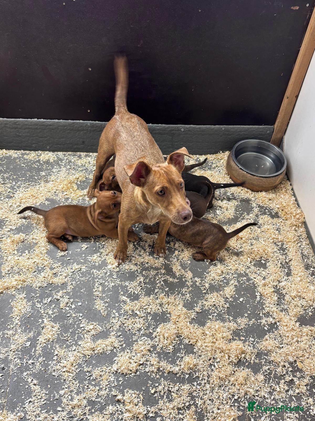 Jack Russel Terriër honden Prachtige Jack Russel pups te koop - Advertentie 1