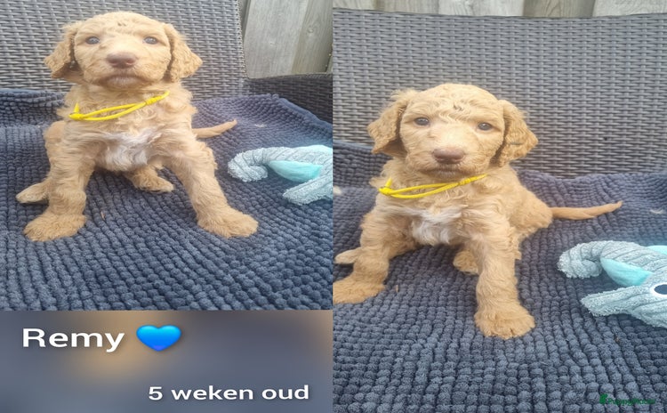 Poedel honden - Advertentie 2