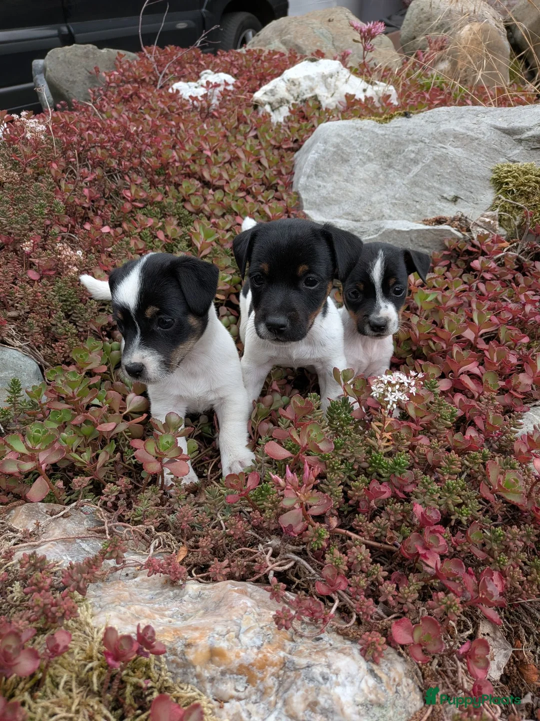 Jack Russel Terriër honden te koop: Prachtige schattige Jack Russell pups - Advertentie 13