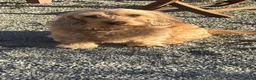 Ruwhaar Teckel honden te koop: Ruwharige teckel  in Leende - Advertentie 9