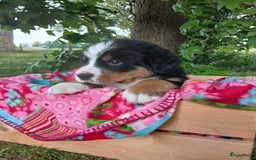 Berner Sennenhond honden te koop: Prachtige Berner Sennenhond puppy s - Afbeelding 9