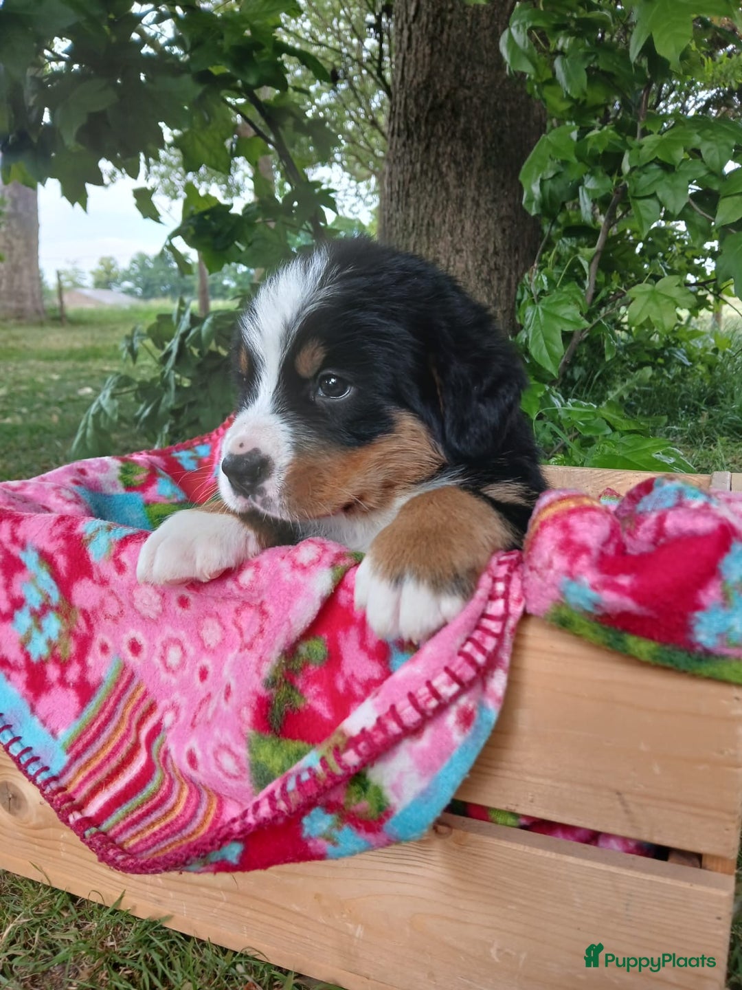 Berner Sennenhond honden te koop: Prachtige Berner Sennenhond puppy s - Afbeelding 9