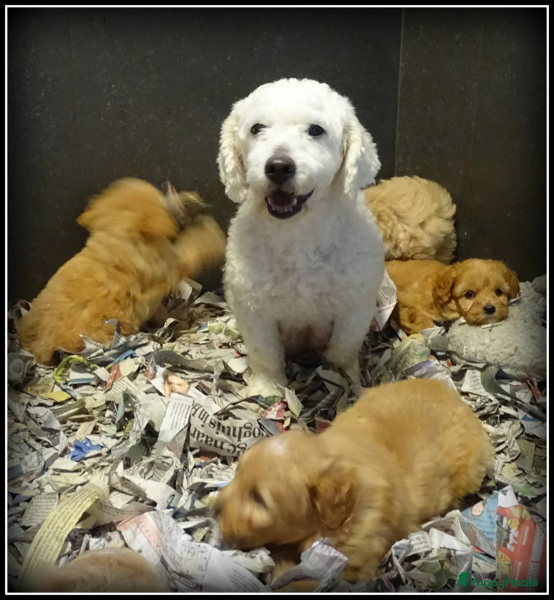 Maltipoo honden te koop: Maltipoo F1b pups - Advertentie 11