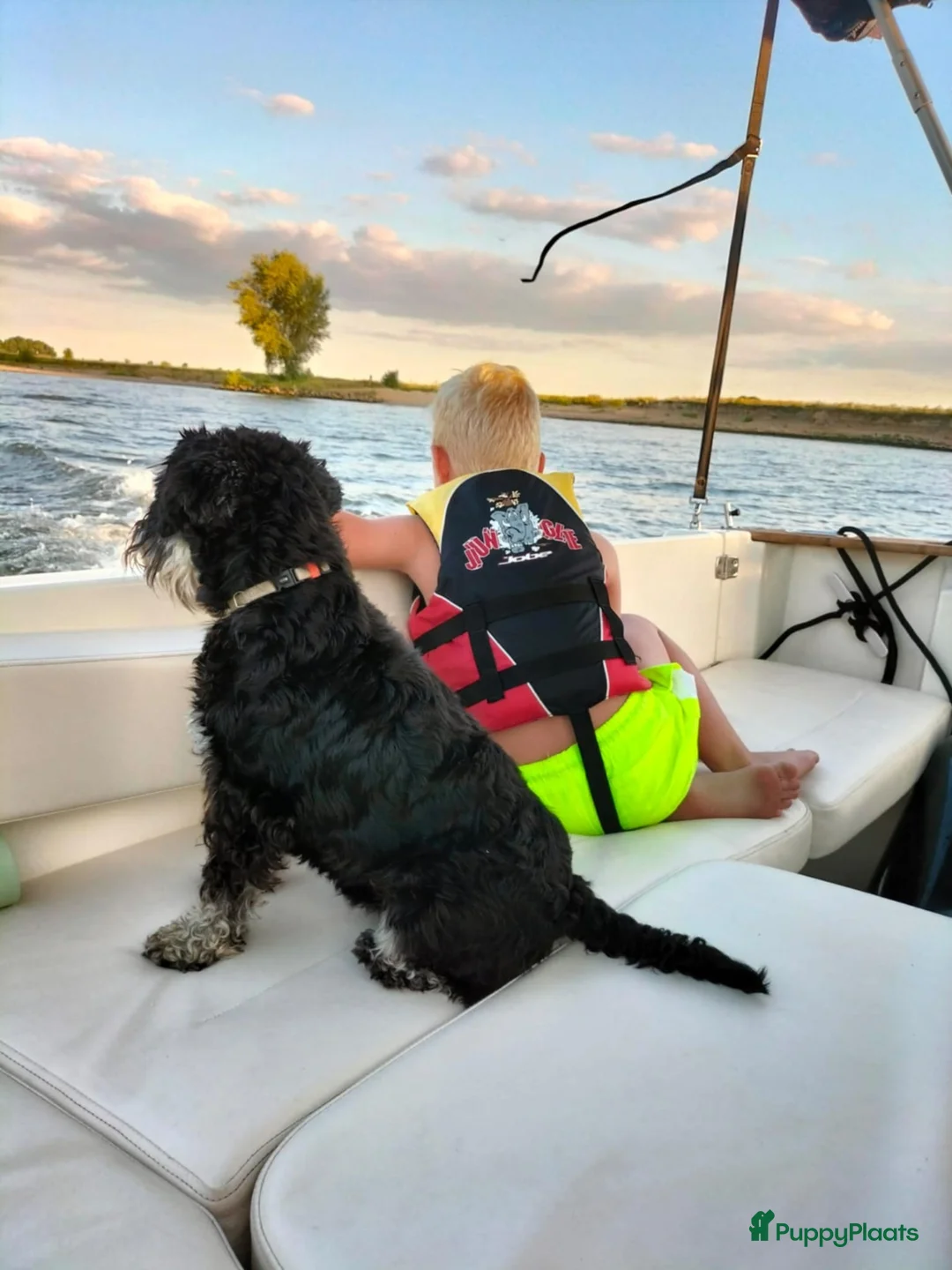 Dwergschnauzer honden te koop: Dwergschnauzerpups zwart zilver  - Advertentie 4