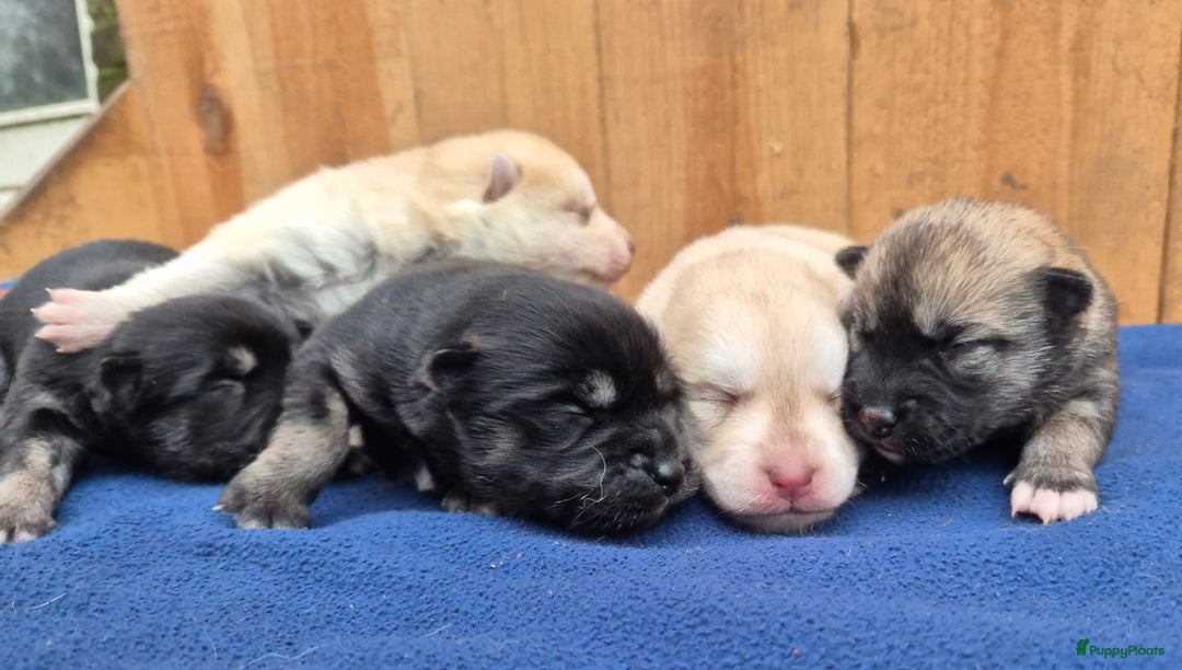 Kruising honden te koop: Pomsky x Shiba inu pups - Advertentie 23