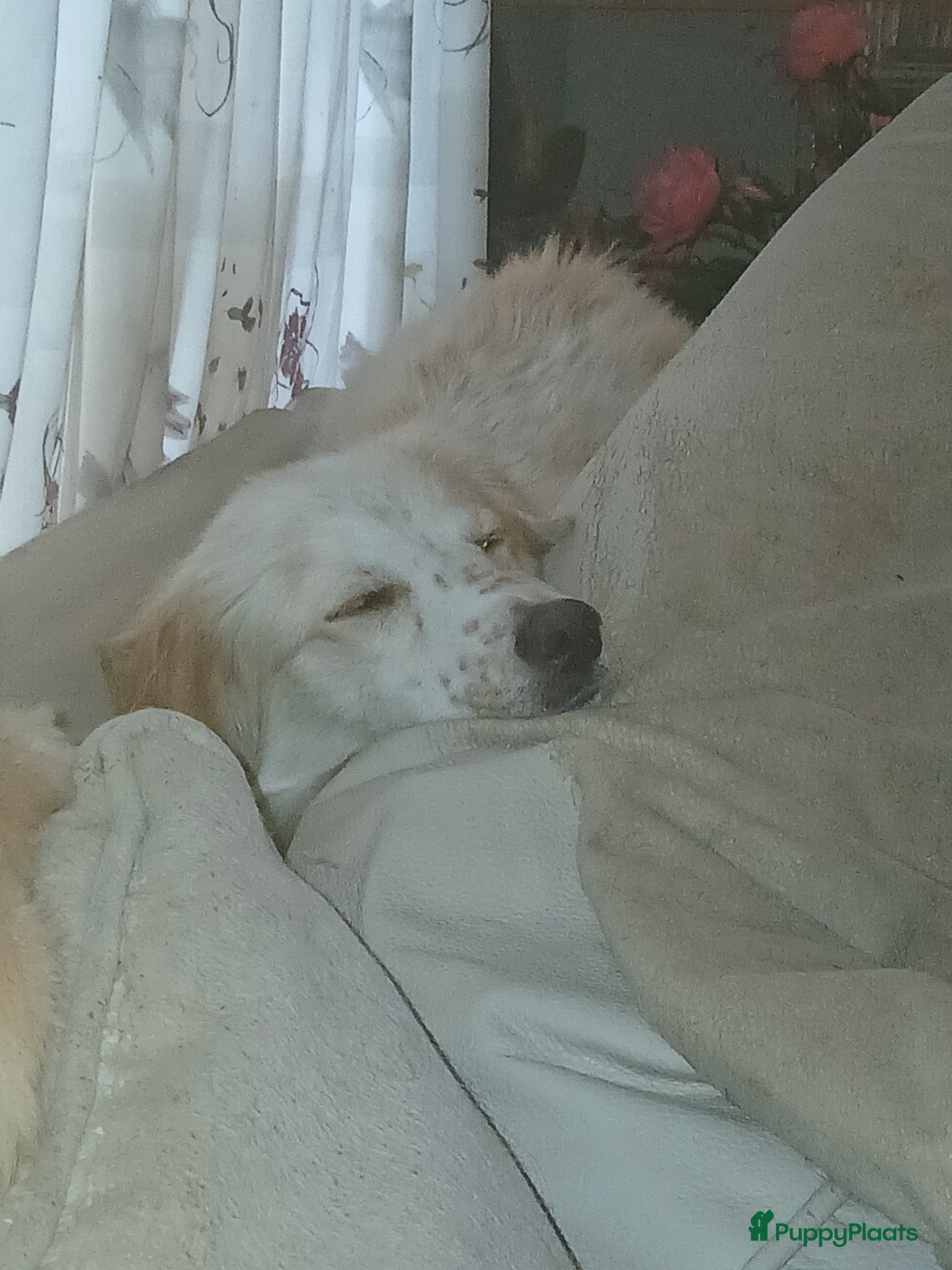 Kruising honden Deze italiaanse zusjes zoeken baasjes - Advertentie 1