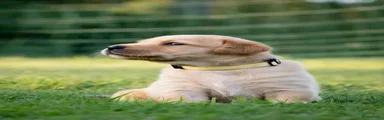 Labrador Retriever - Geel