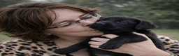 Labrador Retriever honden te koop: Raszuivere Labrador pups zwart - Advertentie 9