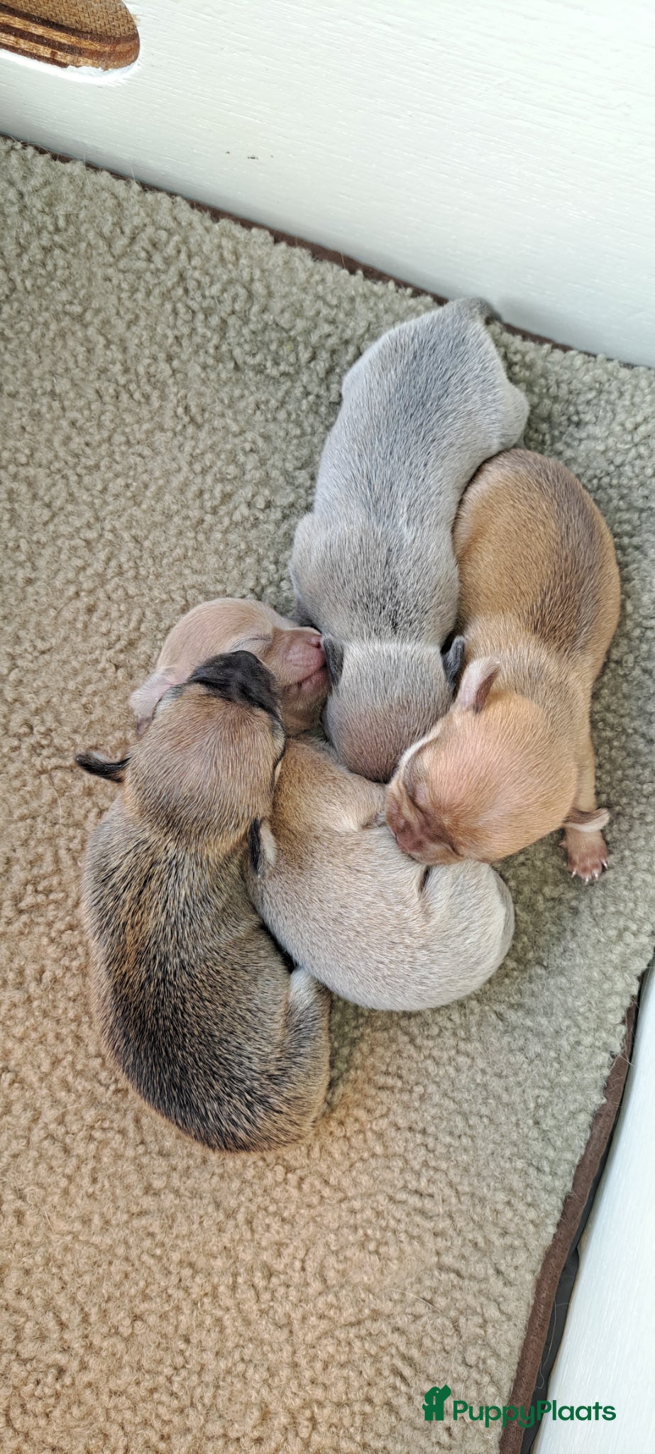 Chihuahua honden te koop: Prachtige volras chihuahua pups - Advertentie 1