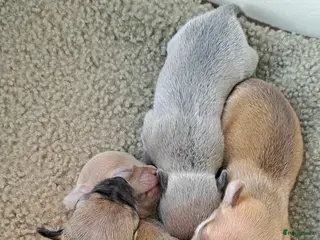 Chihuahua honden Prachtige volras chihuahua pups - Advertentie 1