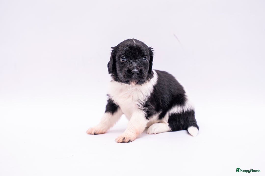 Friese Stabij honden te koop: Friese stabij pups - Advertentie 3