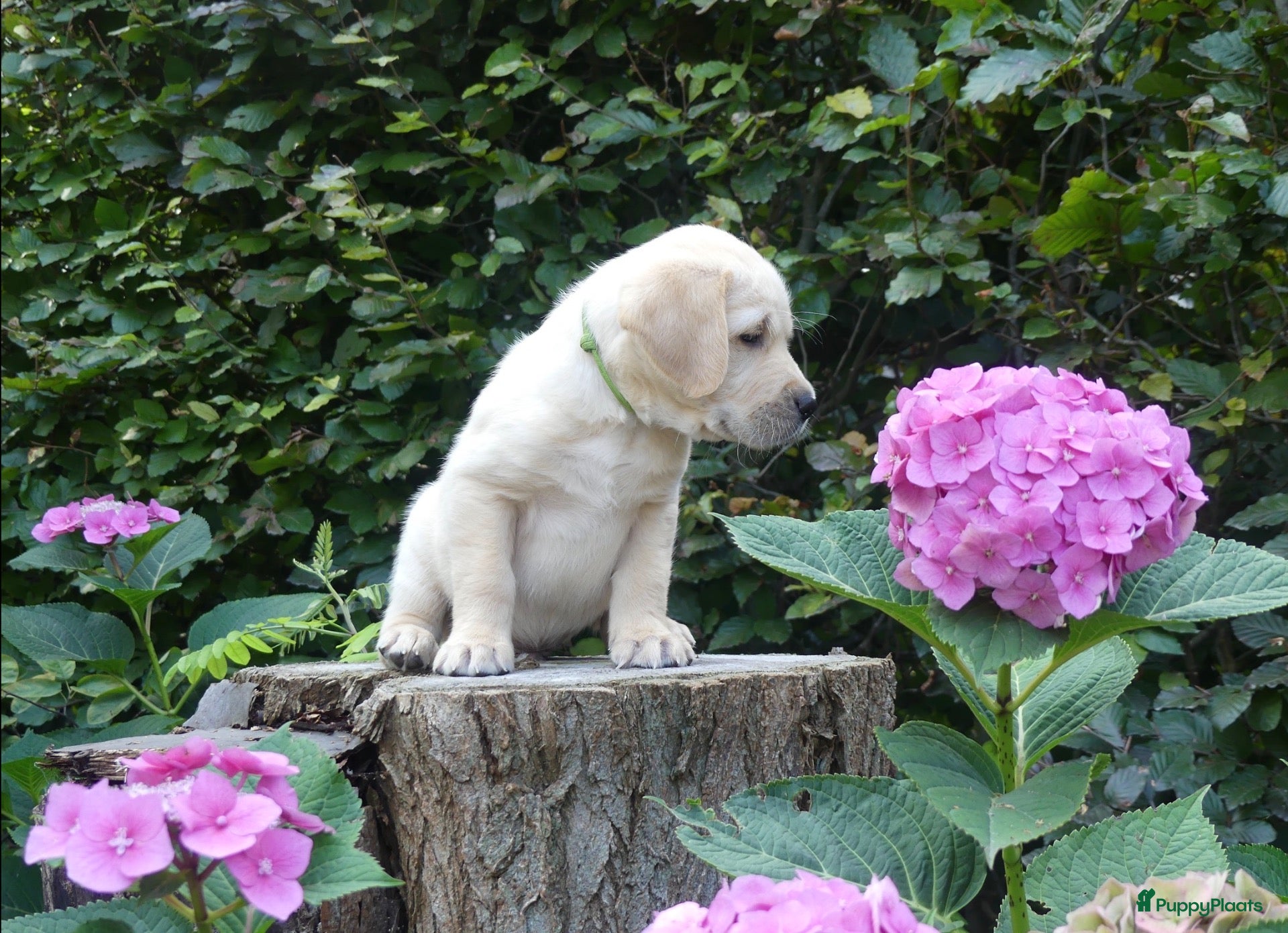 Goldador honden Prachtige Goldador pups - Advertentie 1