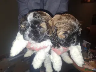 Boomer honden boomer reutje zoekt forever home - Advertentie 2