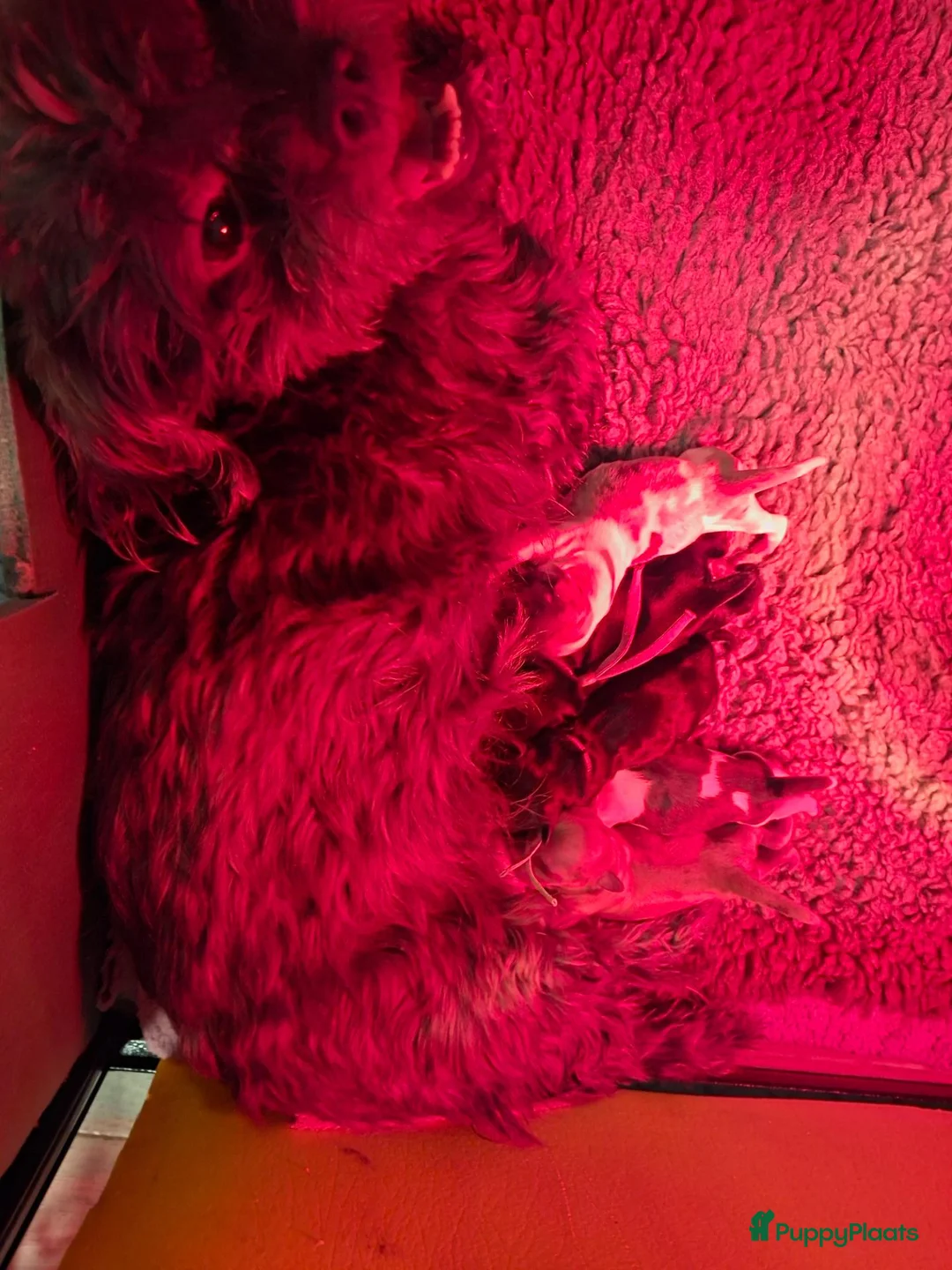 Shih Tzu honden te koop: Shih tzu pups  - Advertentie 2