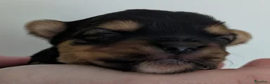 Yorkshire Terriër Puppy 2