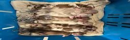 Amerikaanse Bully honden ter dekking: American Bully pocket dekreu  - Advertentie 4