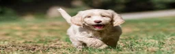 Labradoodle honden te koop: Labradoodles te koop - Advertentie 4