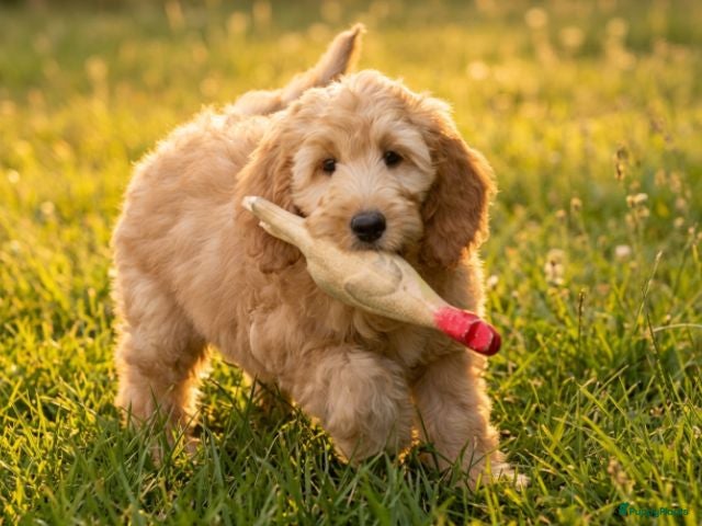 Goldendoodle honden Goldendoodle Pups - Advertentie 1