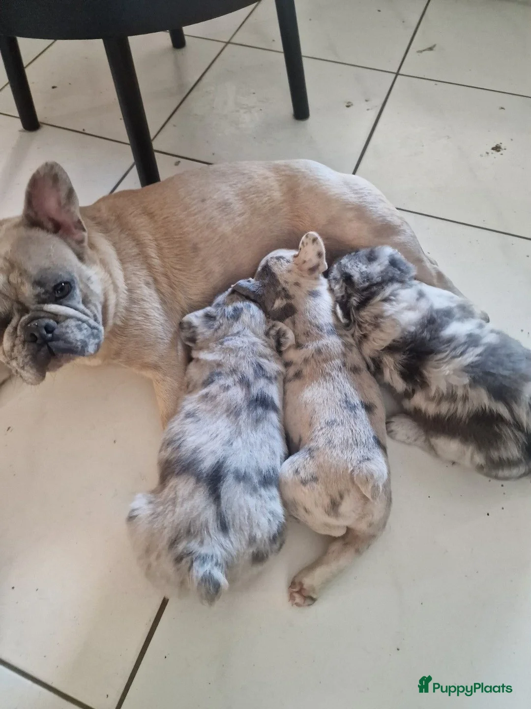 Franse Bulldog honden te koop: Laatste mooie teefje. Franse bulldog. Fluffy/Merle - Advertentie 4