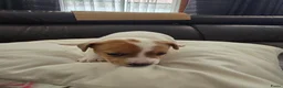 Jack Russel Terriër honden te koop: Nog 3 pups beschikbaar in Sint Jansteen - Advertentie 10