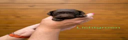Labradoodle honden te koop: Labradoodle pups  - Advertentie 6
