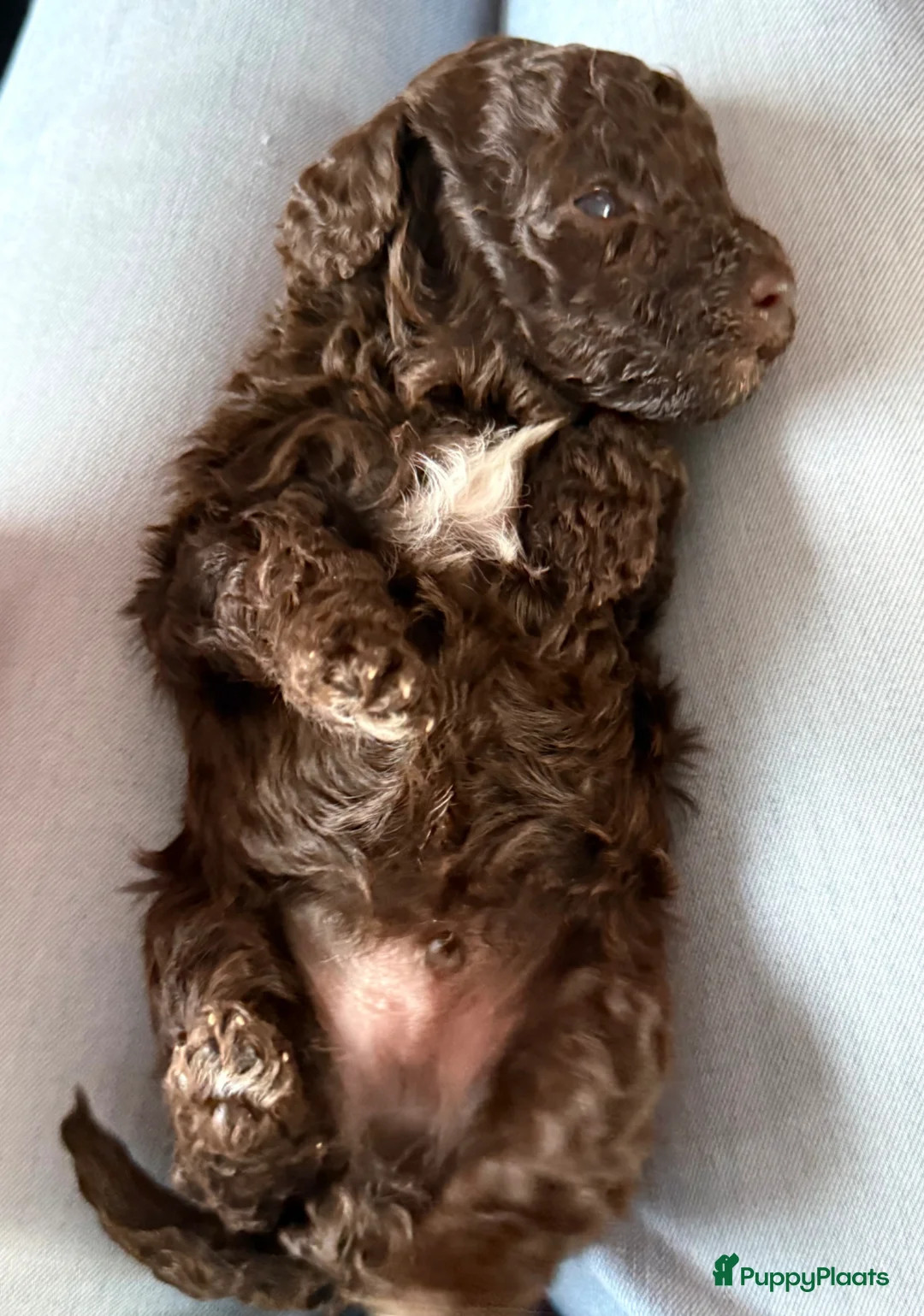 Kruising honden te koop: Prachtige hypoallergene pups ideale gezinshondjes - Advertentie 26
